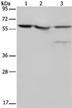 Anti-NUSAP1 antibody