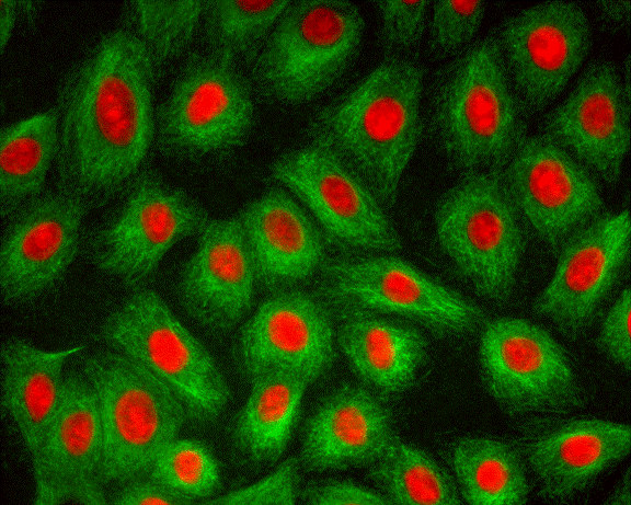 免疫荧光共定位
