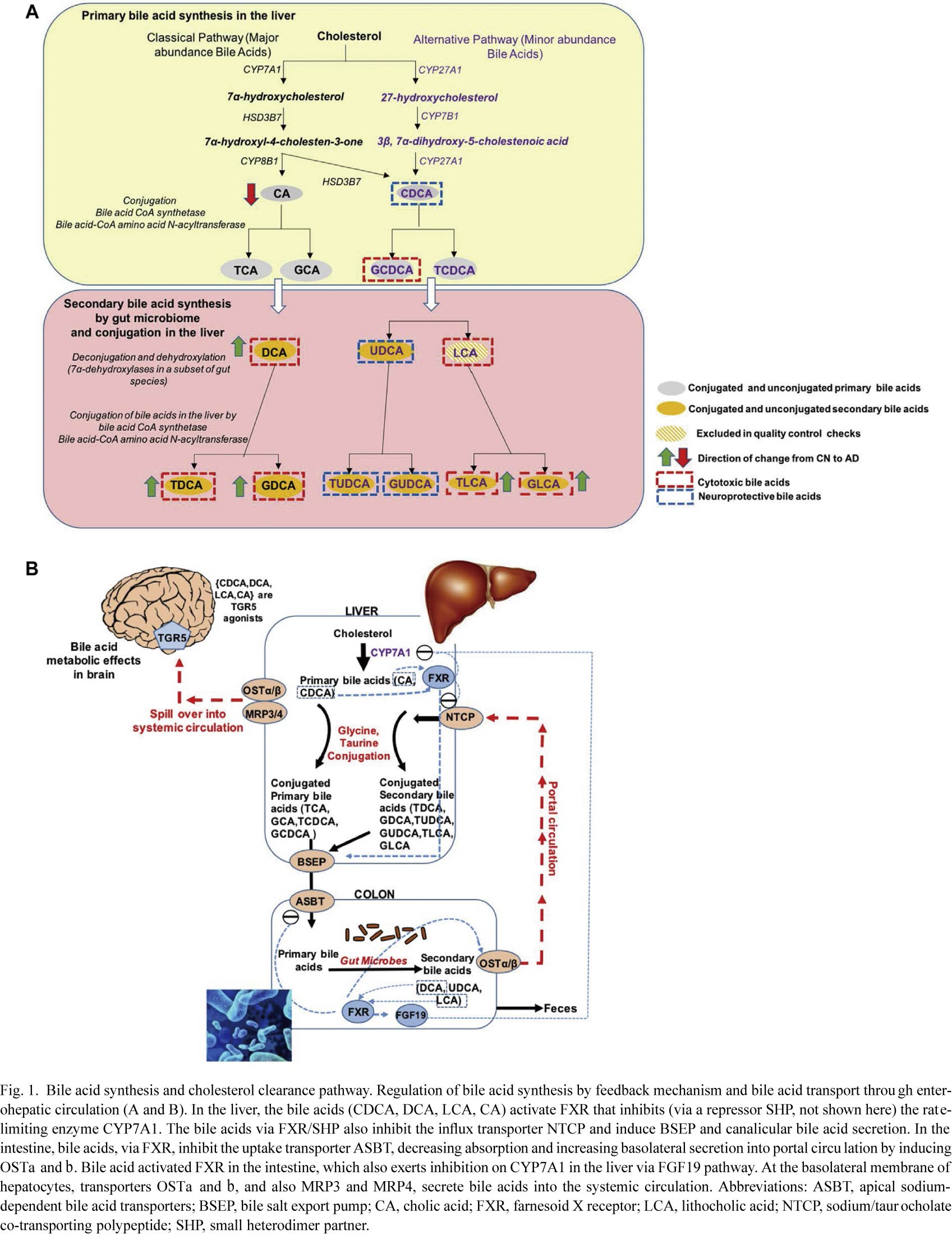 胆汁酸或将成为阿尔茨海默病新的生物标志物