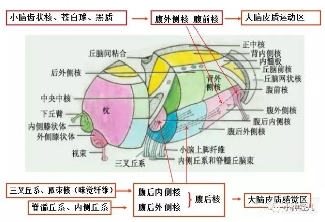 认识丘脑(上) - 神经科学专业讨论版 -丁香园论坛