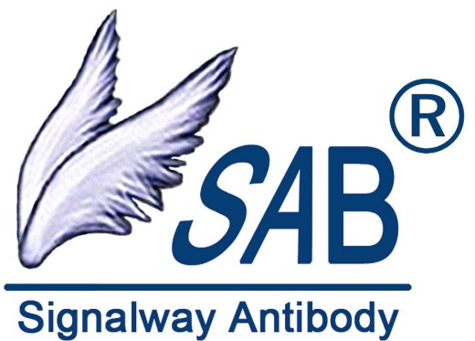 UBC9 Antibody