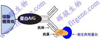 免疫共沉淀（Co-IP）与免疫沉淀（IP）的区别