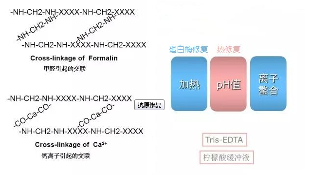 5大方法有效修复抗原