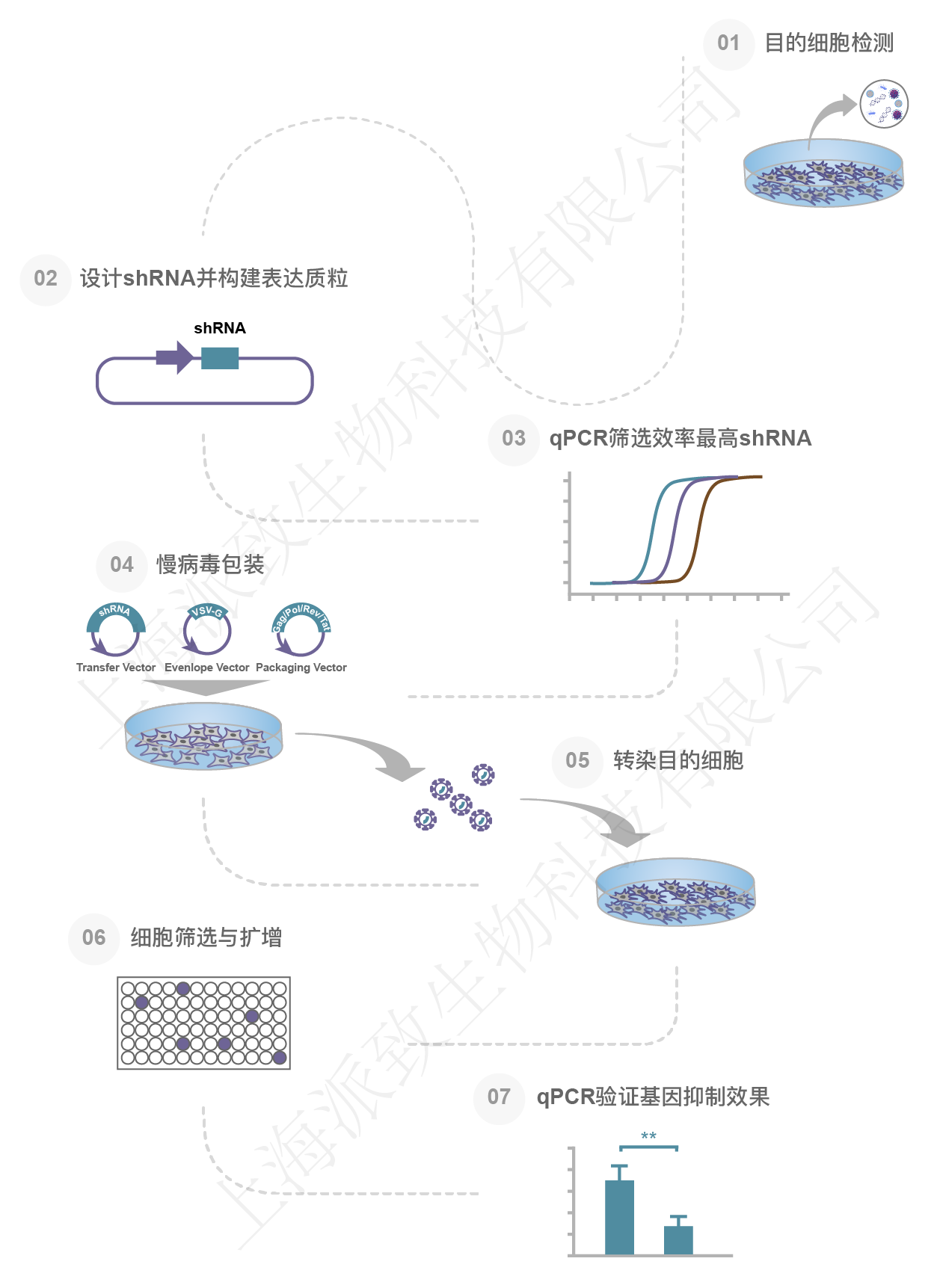 RNAi（RNA干扰）细胞系定制价格,详情介绍-960化工网 – 960化工网