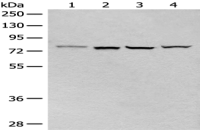 Anti-CLPTM1 antibody