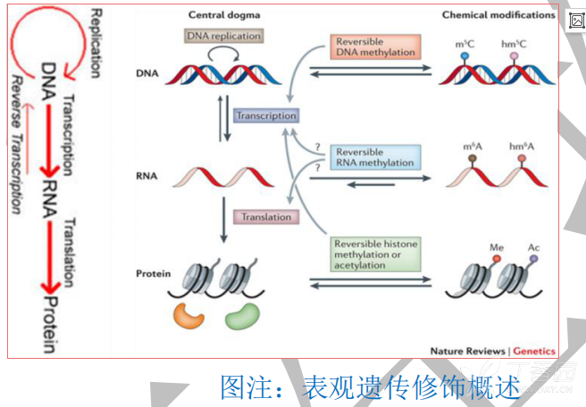 rna甲基化的研究背景