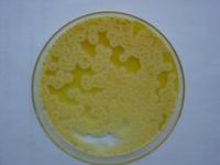 D-甘露醇发酵管（枯草芽孢杆菌）图片