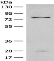 Anti-CNOT10 antibody