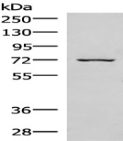 Anti-EIF2AK1 antibody