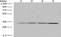  Anti-MRPL1 antibody