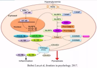细胞焦亡整体解决方案
