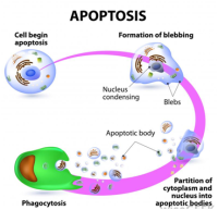 细胞凋亡整体解决方案