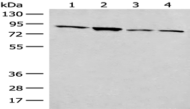 Anti-FOXRED2 antibody