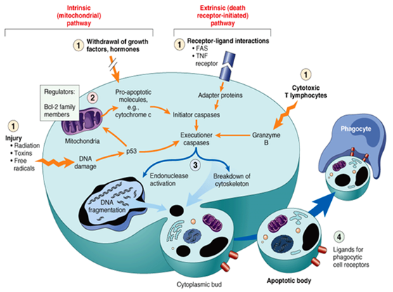 细胞凋亡整体解决方案