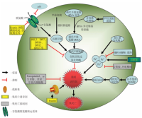 铁死亡整体研究方案