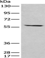 Anti-pan-AKT antibody