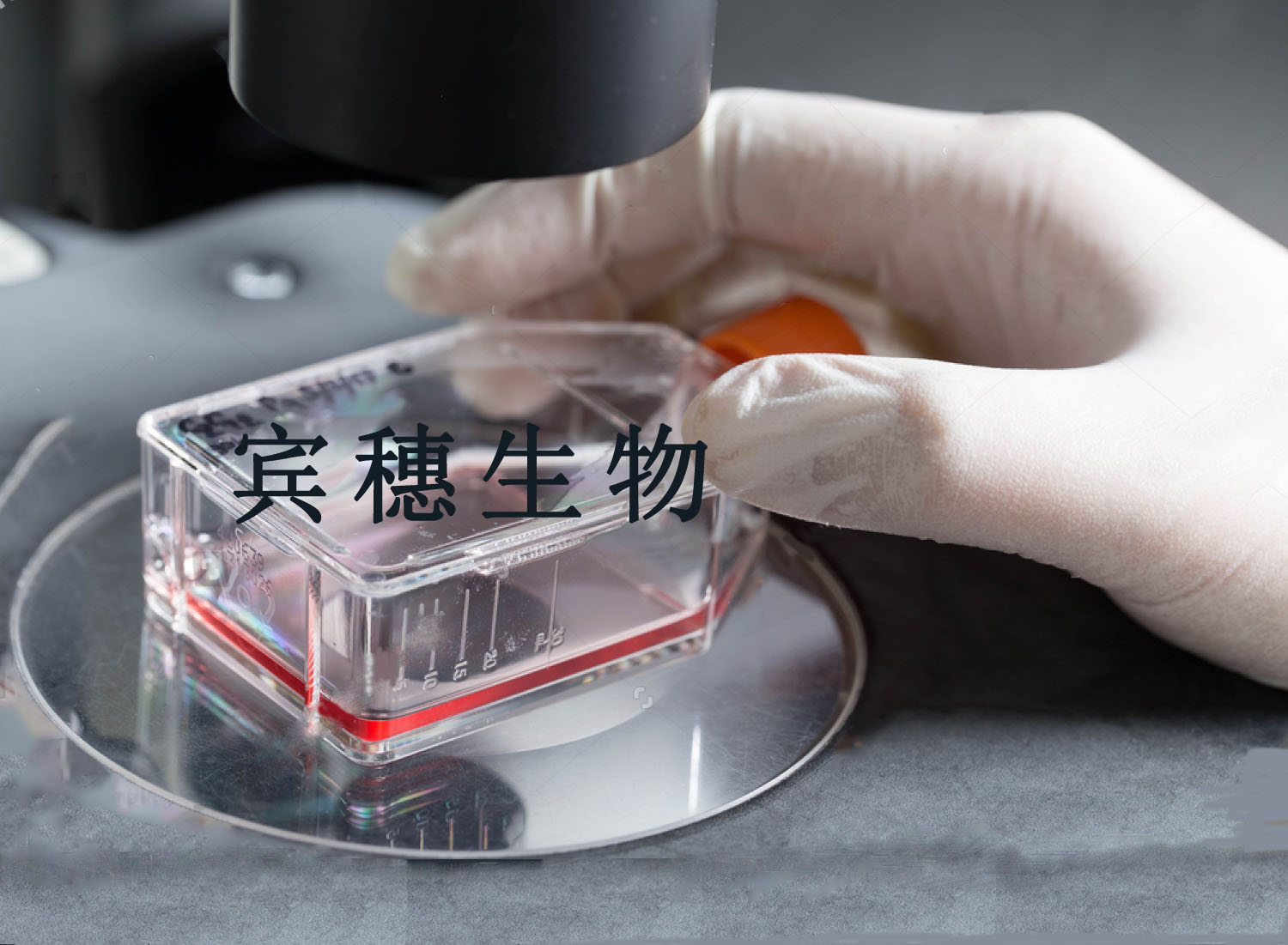 NCI-H661细胞；人大细胞肺癌细胞