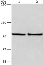 Anti-EIF4G2 antibody