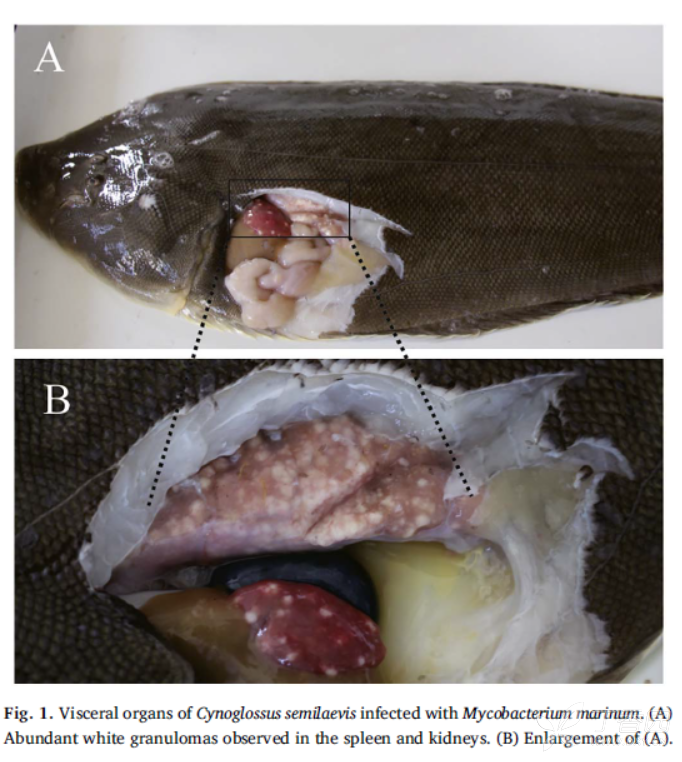 半滑舌鳎脾肾结节病原-海分枝杆菌