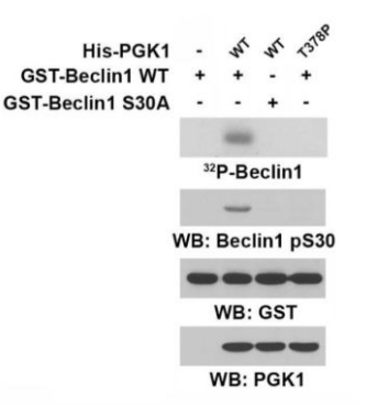 Beclin1 (Phospho-Ser30) Antibody