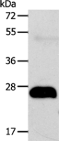 Anti-AGPAT2 antibody