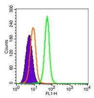 FITC标记的自然杀伤激活受体相关蛋白DAP12抗体