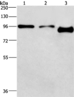 Anti-PIP5K1C antibody