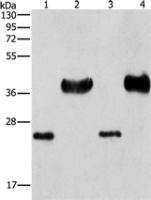 Anti-LIN28B antibody