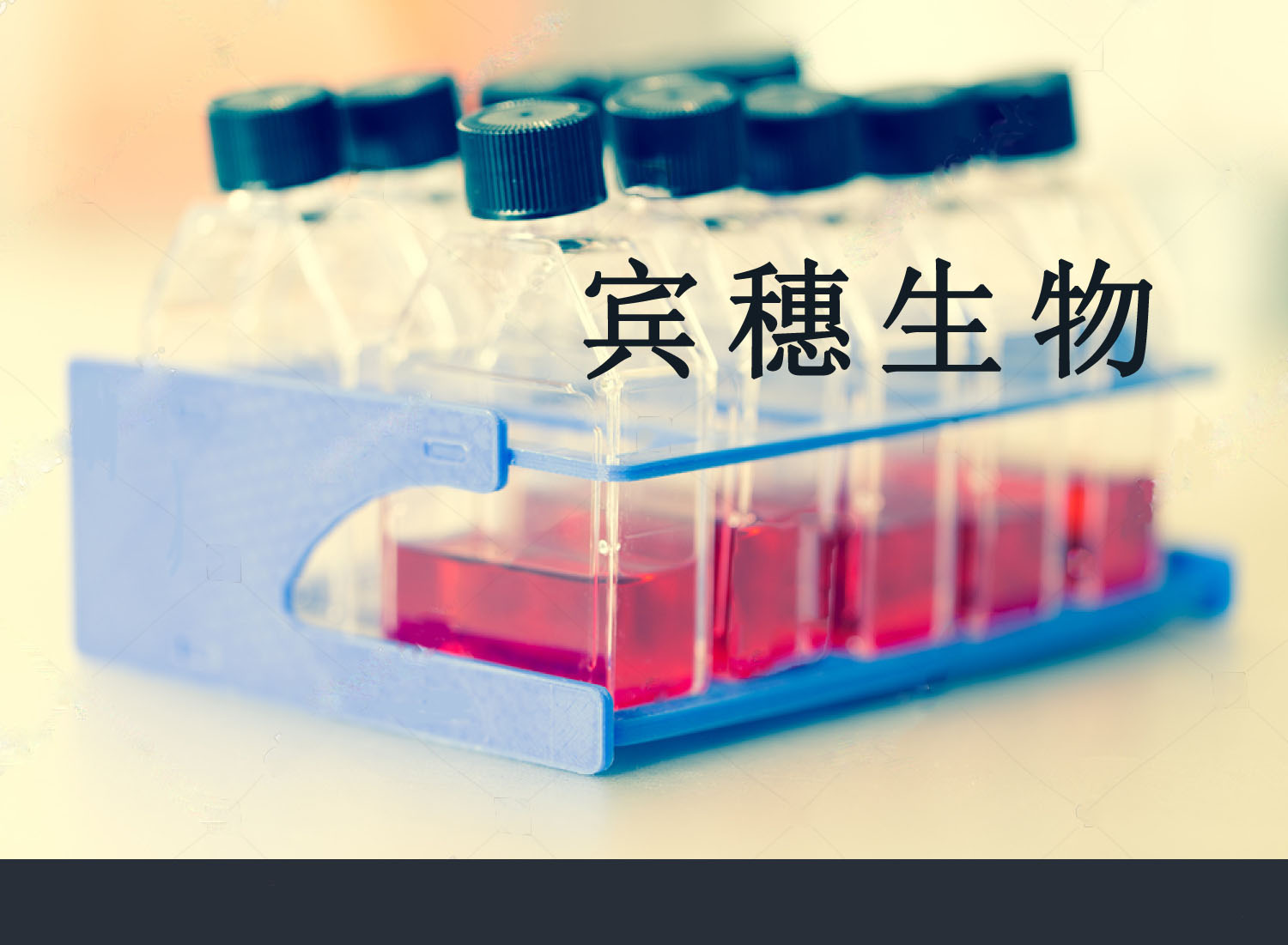 MONOMAC6细胞;急性单核细胞白血病细胞