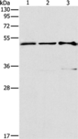 Anti-TFAP2C antibody