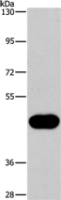Anti-CD38 antibody