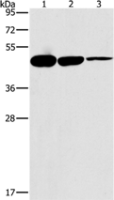 Anti-HOXB4 antibody