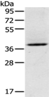  Anti-GAS1 antibody