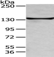 Anti-TRIM24 antibody