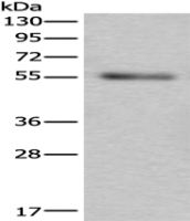 Anti-SLC38A1 antibody