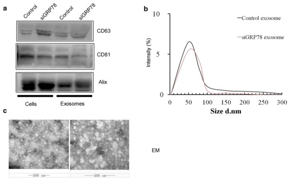 骨髓间充质干细胞＋外泌体＋siRNA＝1 区 SCI
