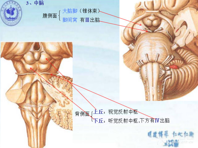 细说 脑干