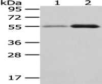 Anti-XKR3 antibody