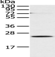 Anti-CLDN18 antibody