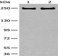 Anti-ARFGEF1 antibody