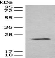 Anti-BHLHA9 antibody