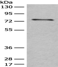 Anti-ADGRE3 antibody