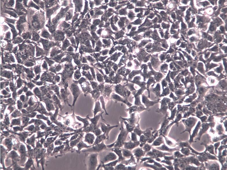 293细胞、HEK-293细胞、293胚肾细胞