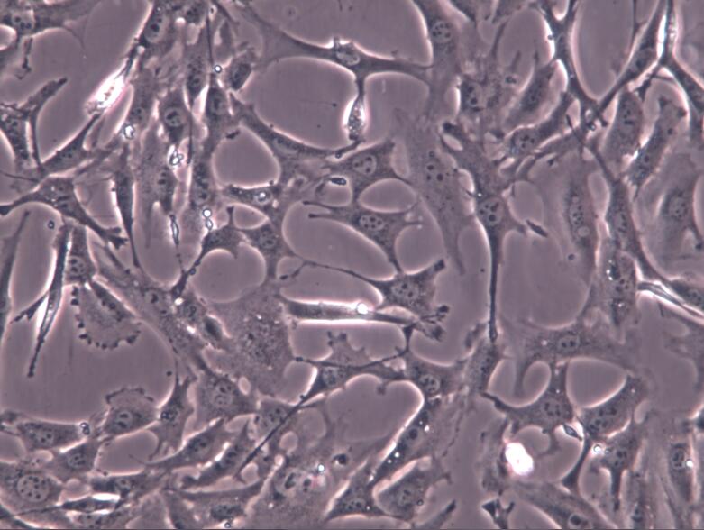 3T3-L1细胞、3T3-L1细胞、3T3L1细胞