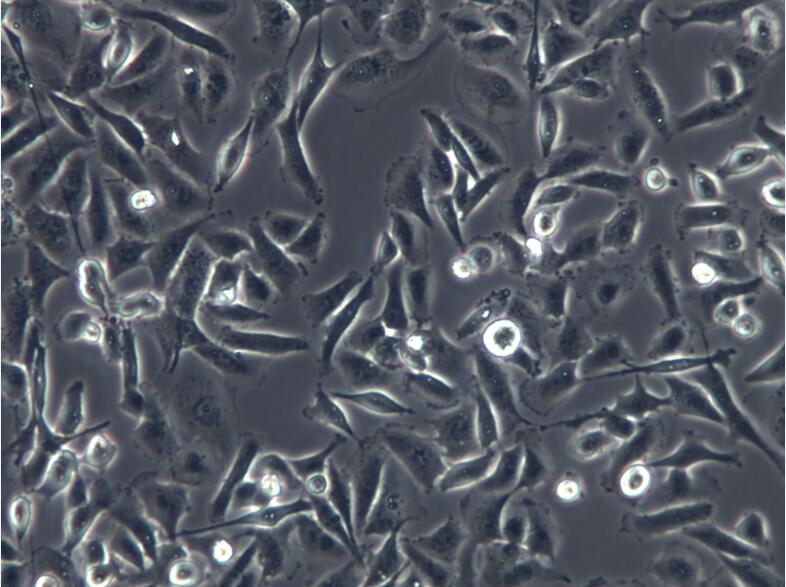MDA-MB-231人乳腺癌细胞