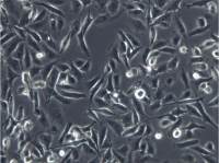 MDA-MB-231-GFP人乳腺癌细胞