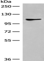 Anti-DLGAP4 antibody