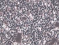 PLAT-E细胞  PLAT-E细胞 PLAT-E细胞