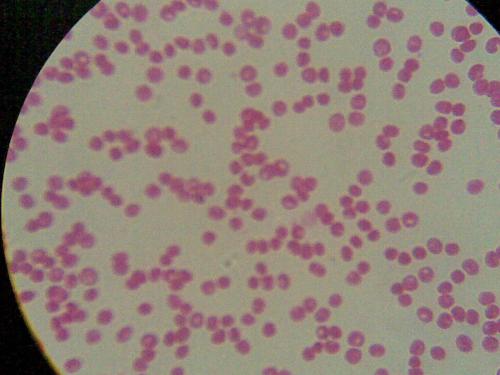 类球红细菌(球形红杆菌)说明书