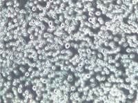 BA/F3小鼠原B细胞株 BAF3、BAF3